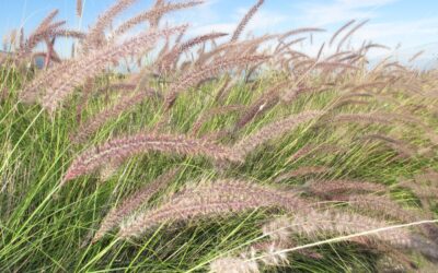 Diagnóstico de la situación de la especie “Cenchrus setaceum” en Puerto De la Cruz